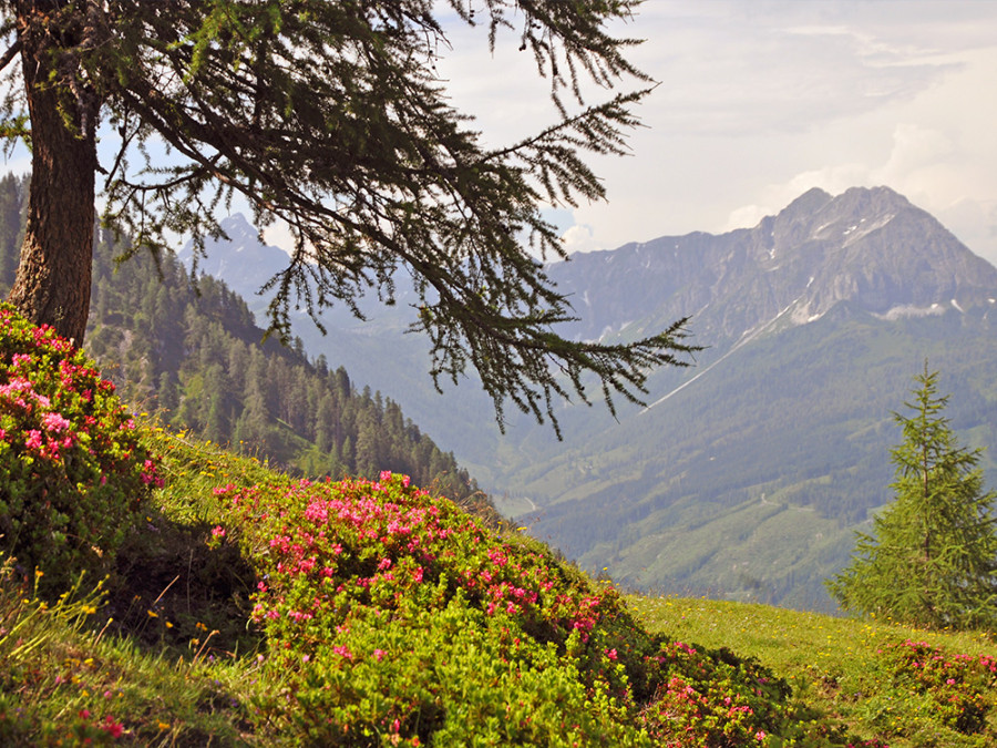 Lackenkogel