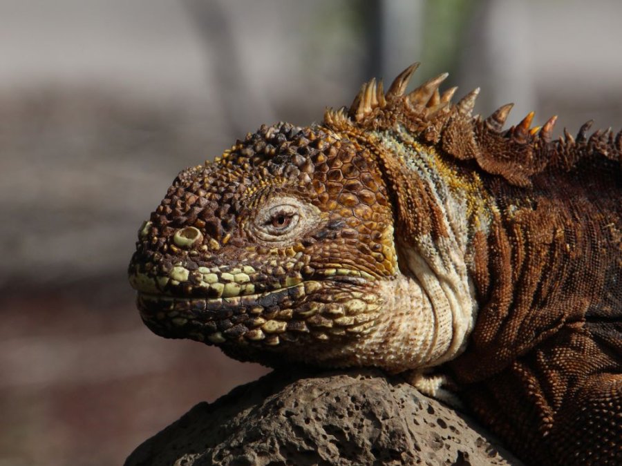 Landleguaan Landleguaan