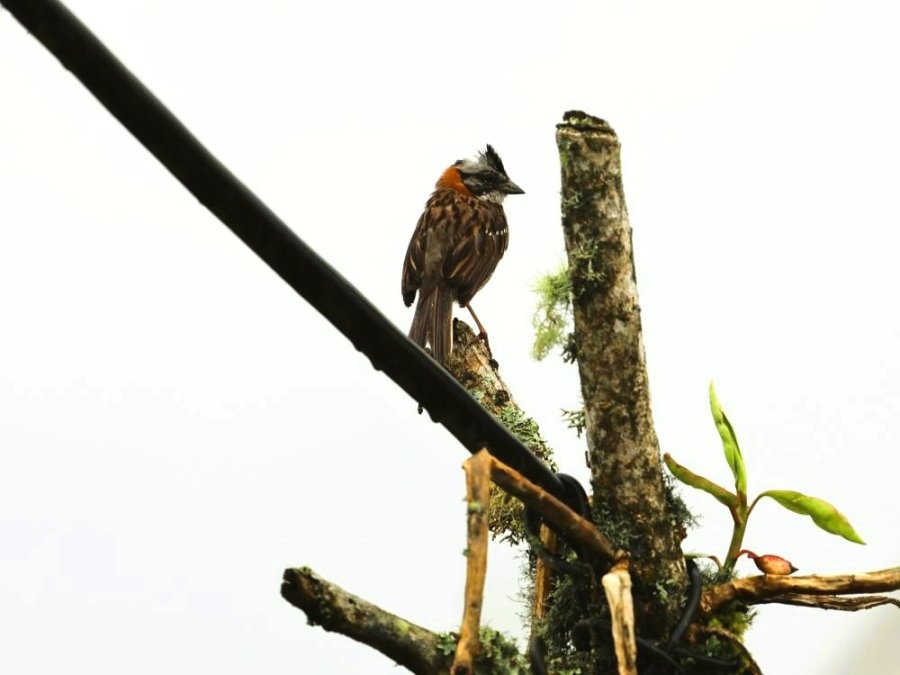 Andean sparrow Andean sparrow