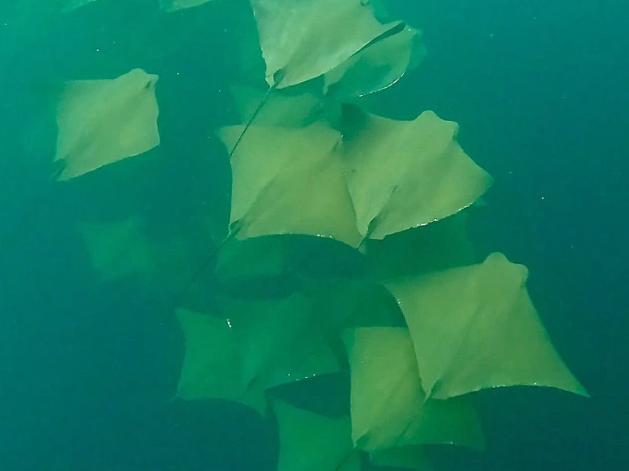 Roggen Genovesa