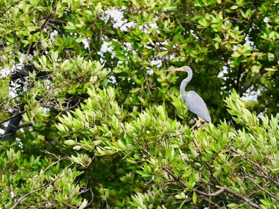 Mangrovepark Curaçao