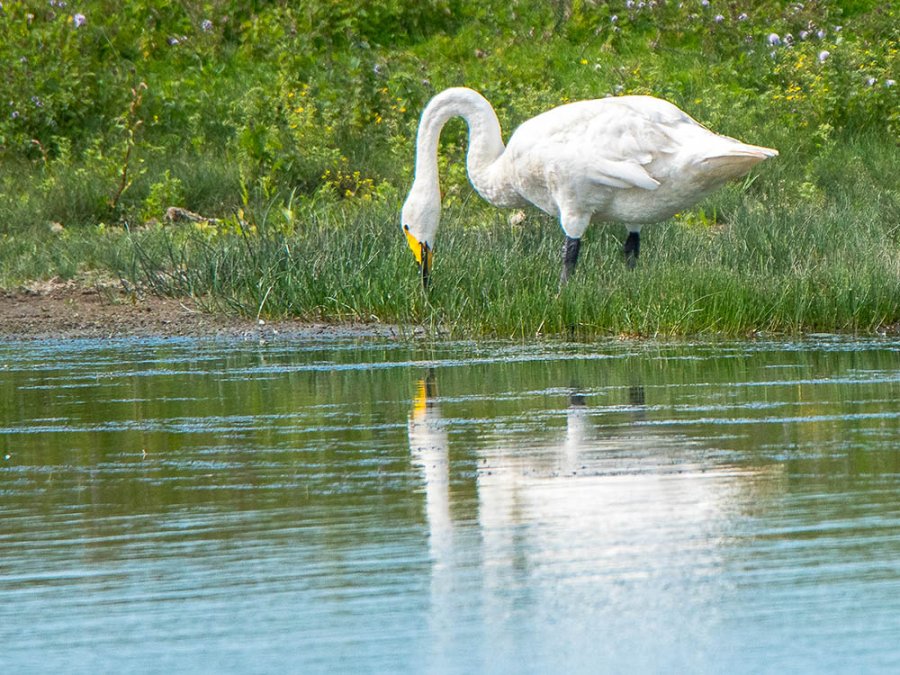 Vogels spotten