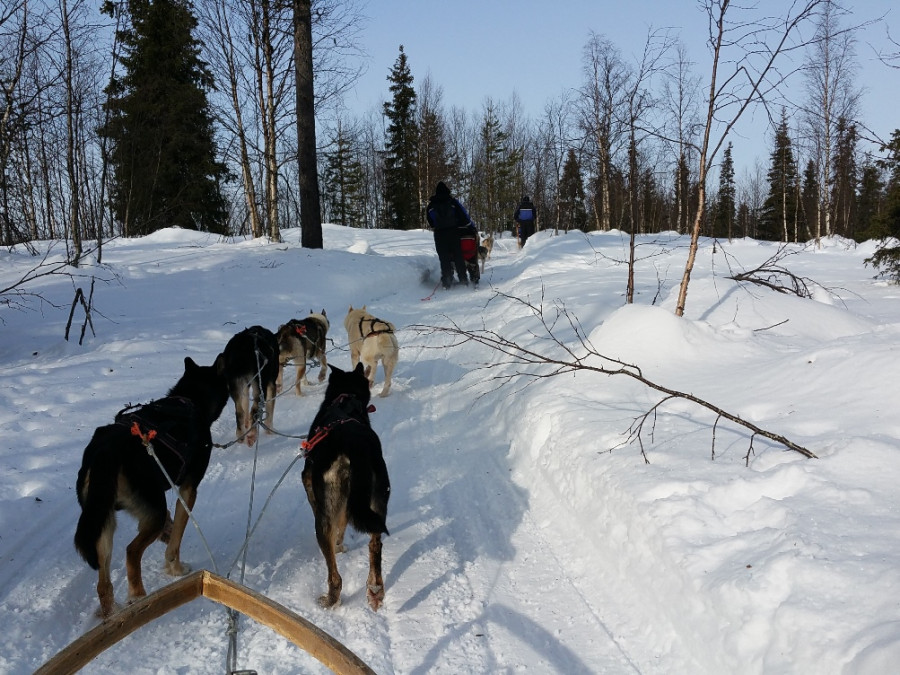 Met hondenslede in Ivalo