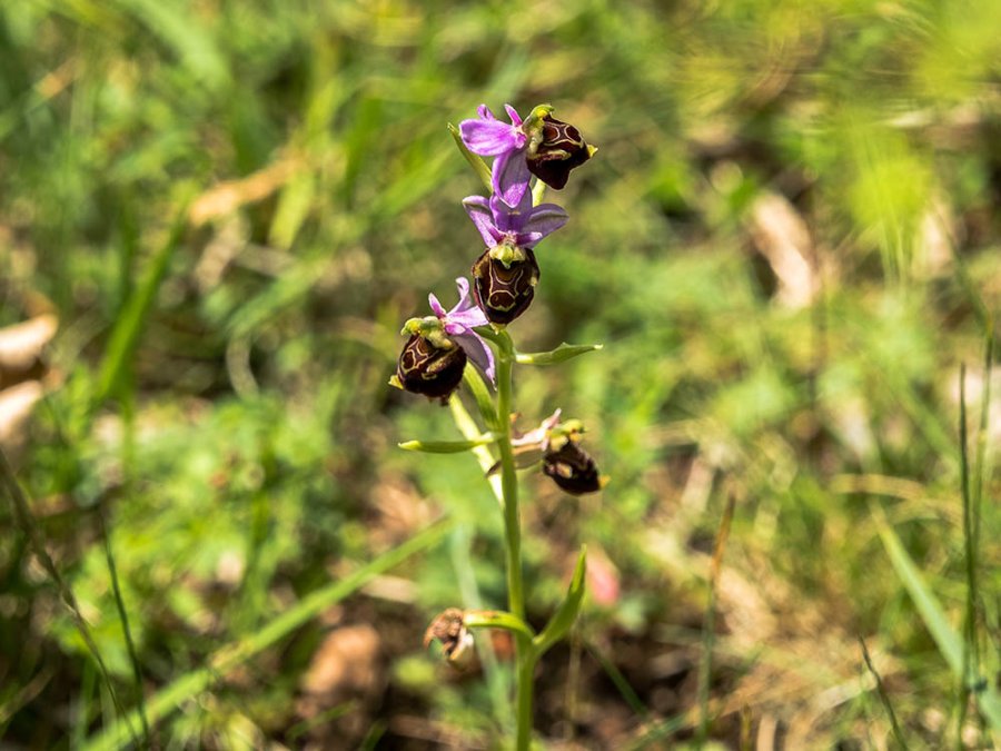 Hommelorchidee