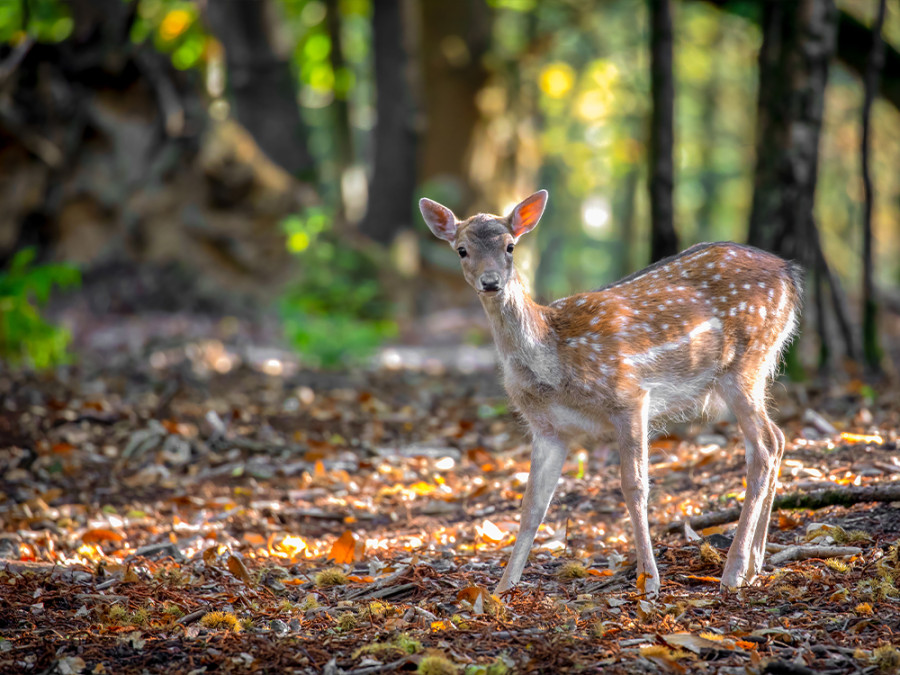 Natuurgebieden Londen