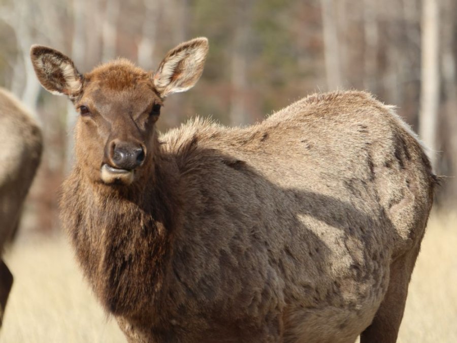 Vrouwtje wapiti