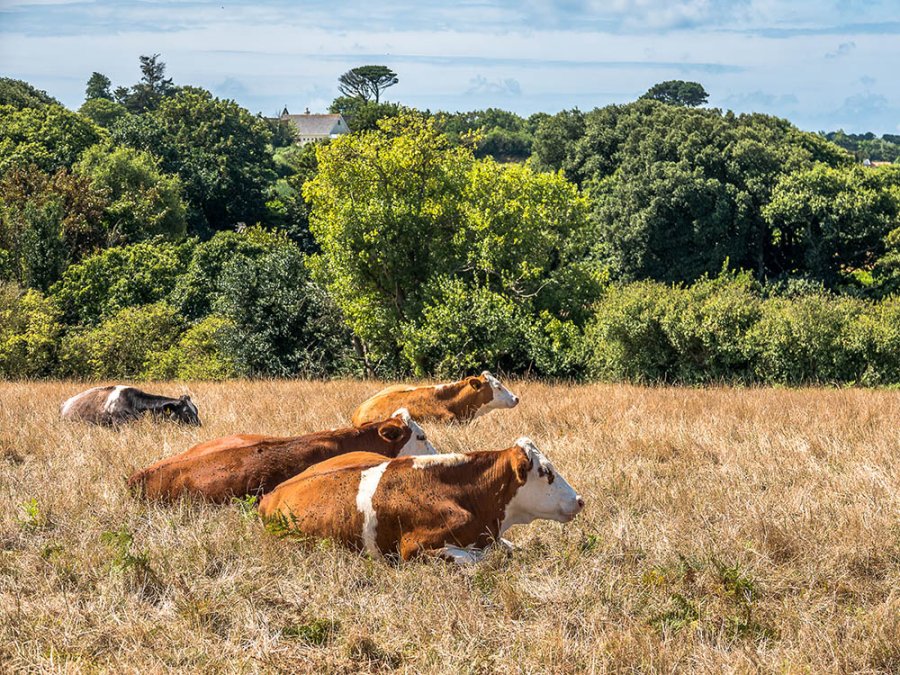 Guernsey koeien Guernsey koeien