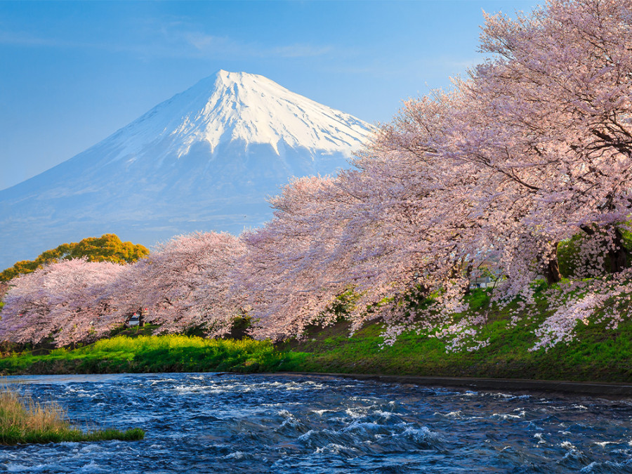 Bloesem bij Mt. Fuji