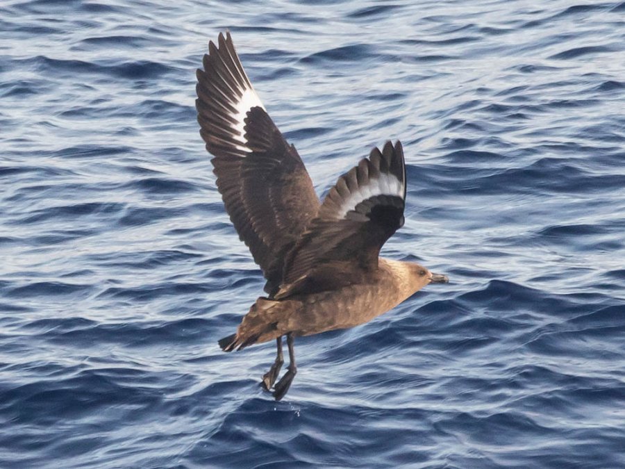 Skua