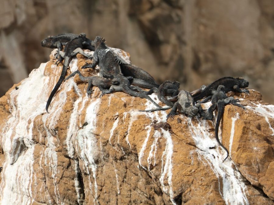 Zeeleguanen Galapagos Zeeleguanen Galapagos