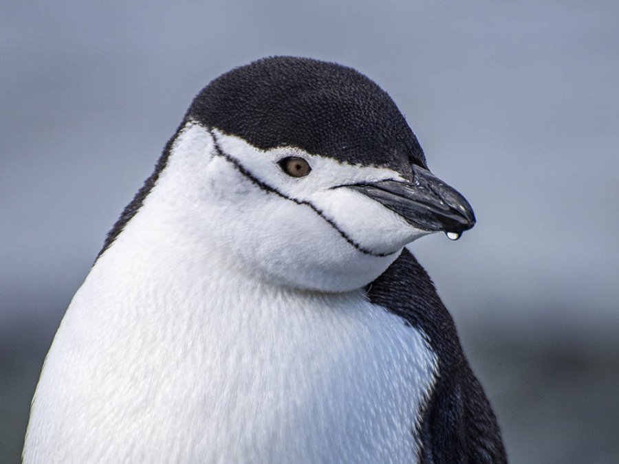 Chinstrap penguin