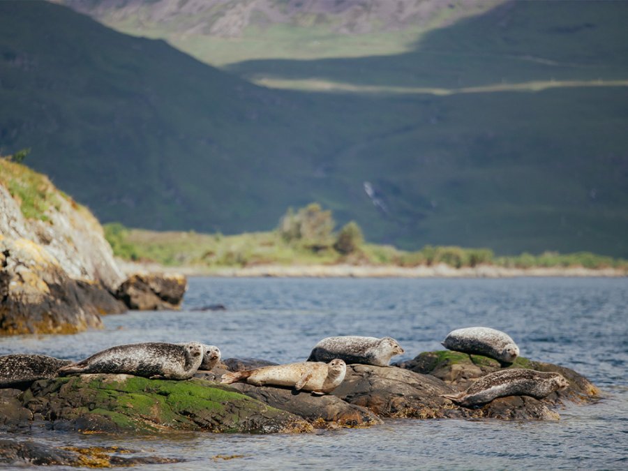 Zeehondensafari op Loch Carron Zeehondensafari op Loch Carron