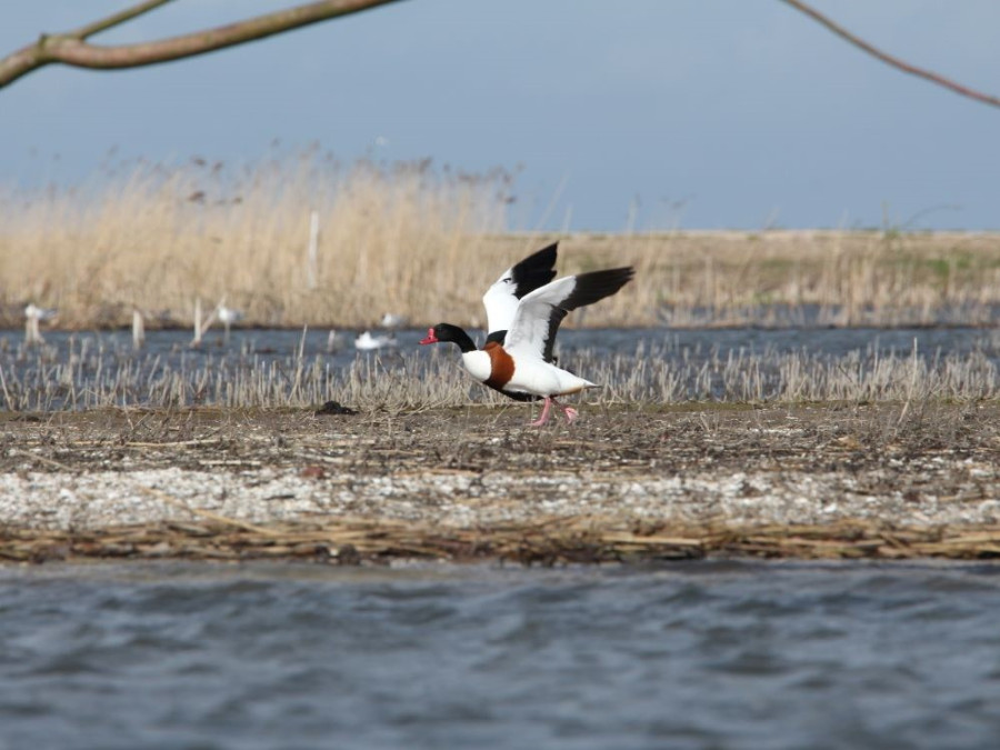 Bergeend Marker Wadden