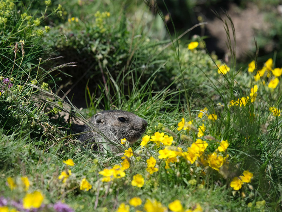 Dieren in Serre Chevalier