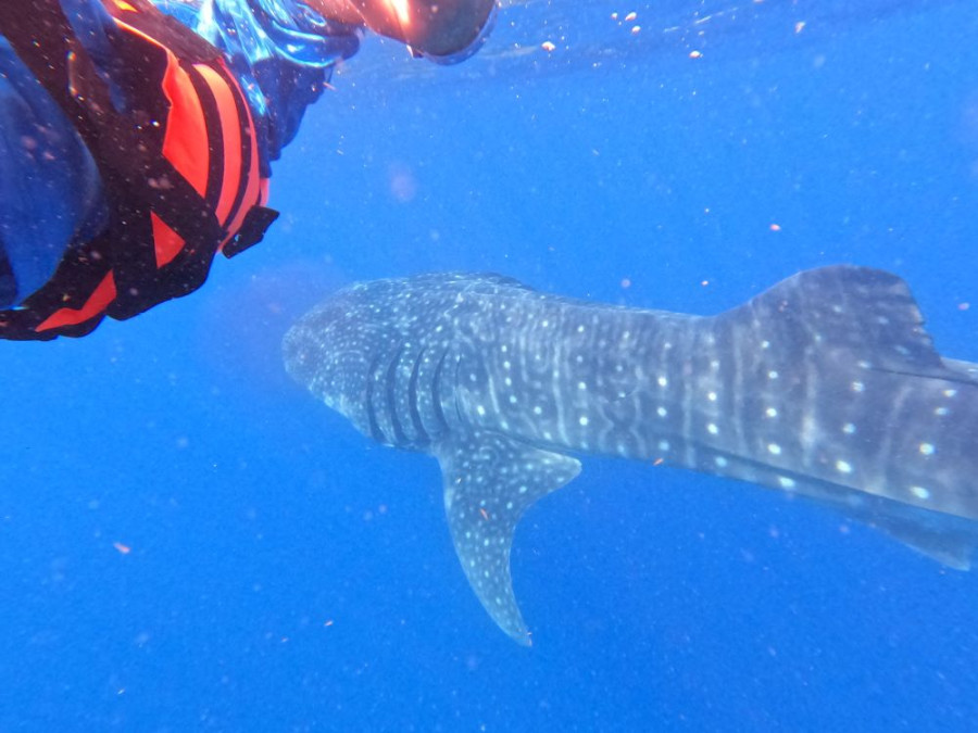 Whale Shark Isla Holbox