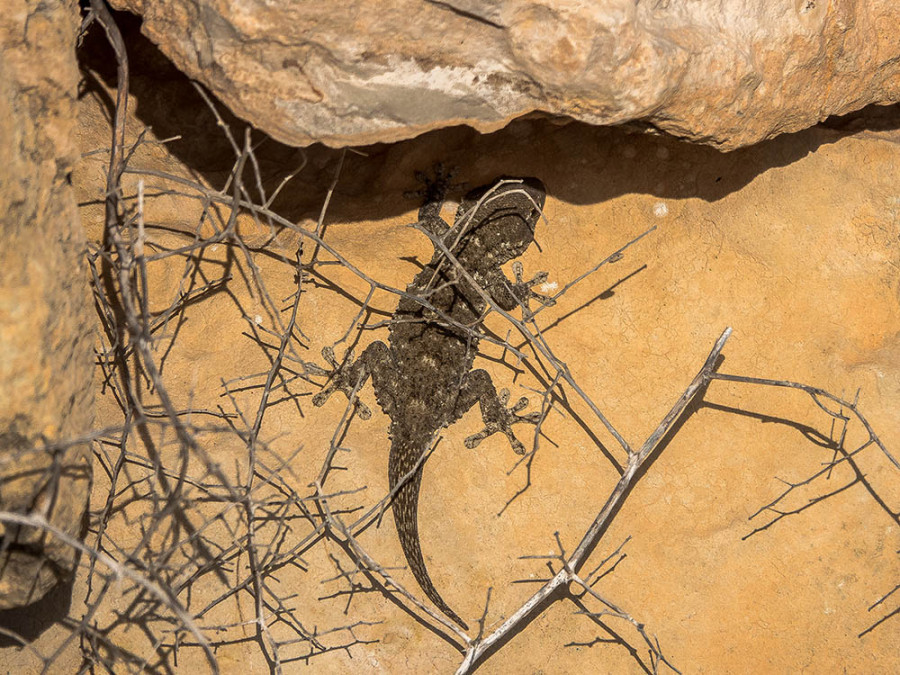 Maltese muurgekko