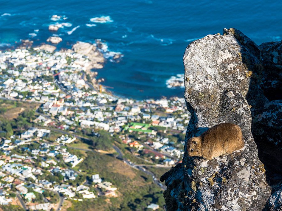 Klipdas Tafelberg Klipdas Tafelberg