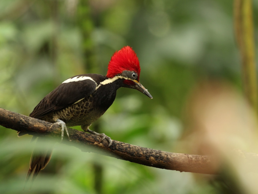 Specht in Ecuador