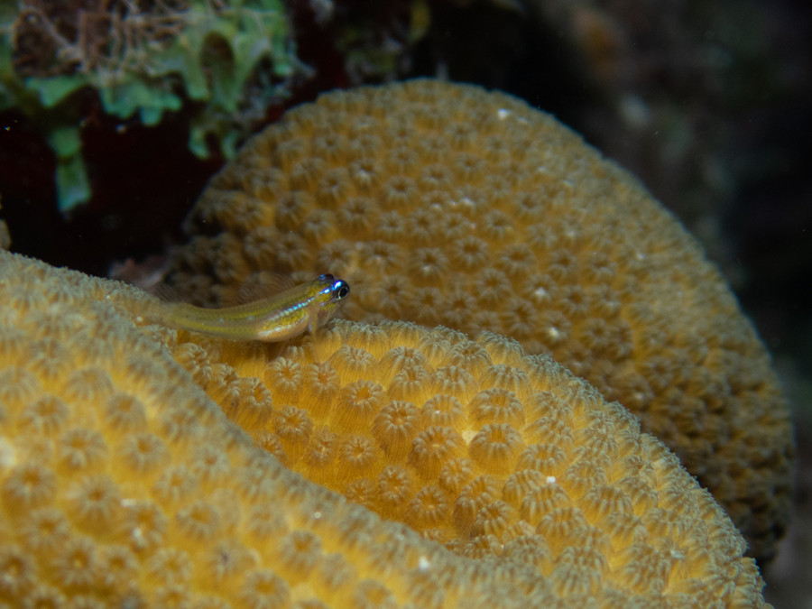 Peppermint Goby