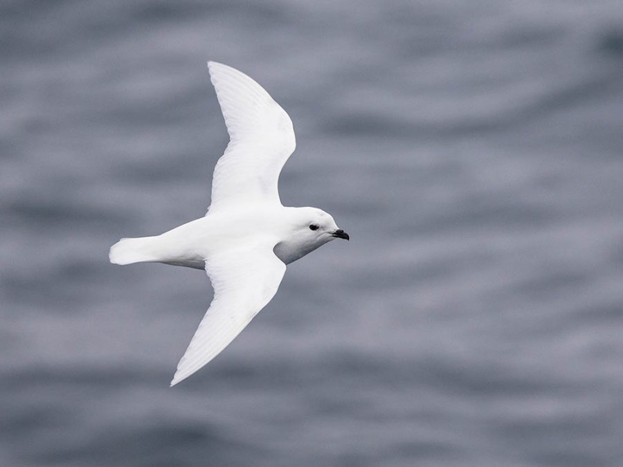 Petrel