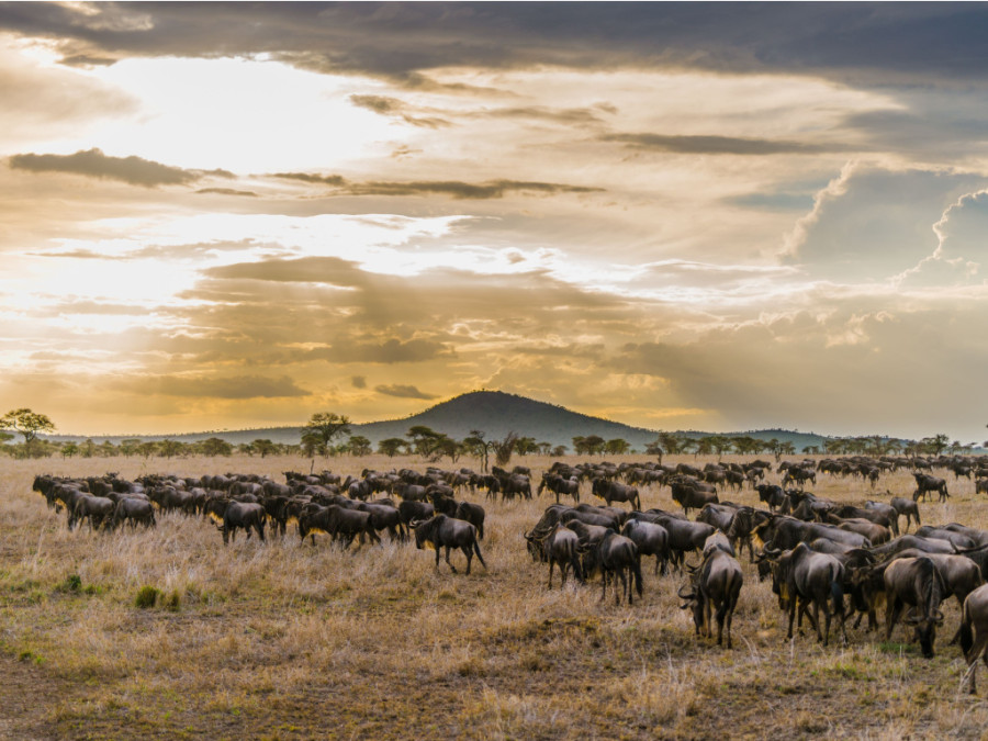 Wildebeest migratie