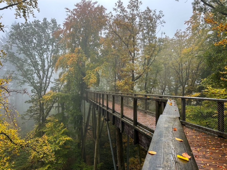 Boomtoppenpad in Saarland