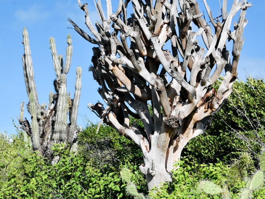 Cactussen op Curaçao