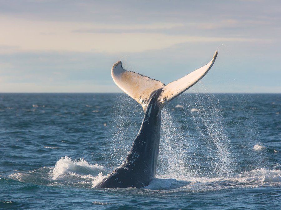 Nova Scotia