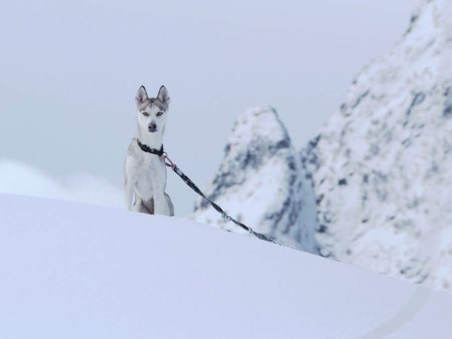 Husky op de Lofoten