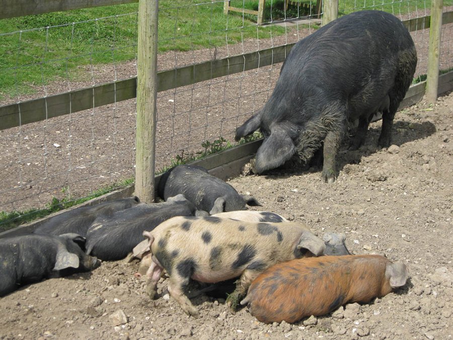 Varkens Varkens