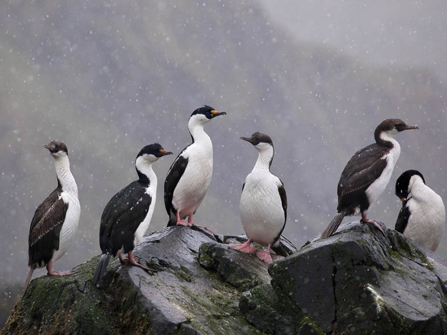 South Georgia shags