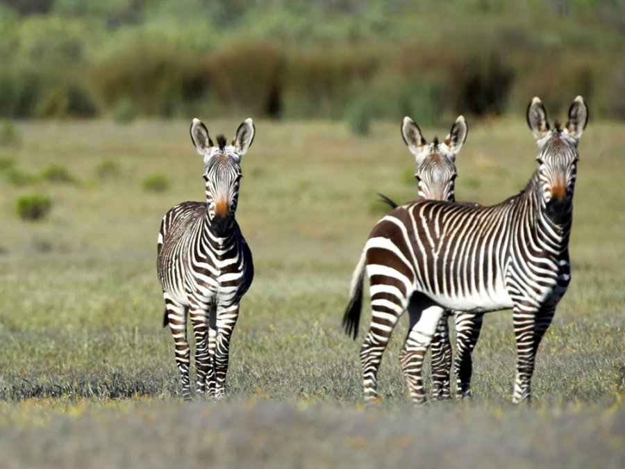 Wildlife Cederberg Wildlife Cederberg