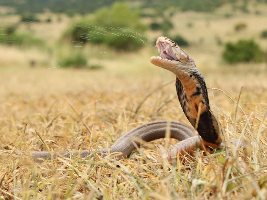 Mozambique spitting cobra Mozambique spitting cobra