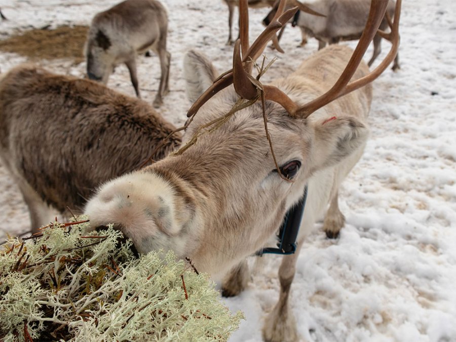 Korpiporo rendierfarm Korpiporo rendierfarm