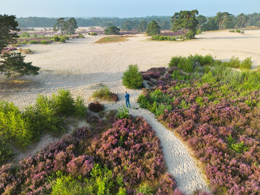 Voorbeeld reis heide