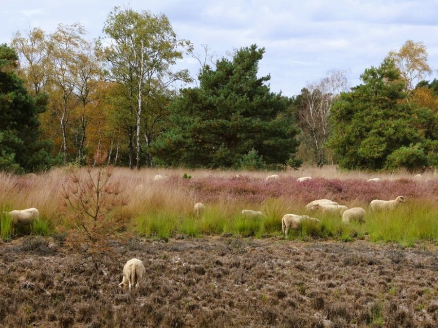Wandelen bij Eindhoven