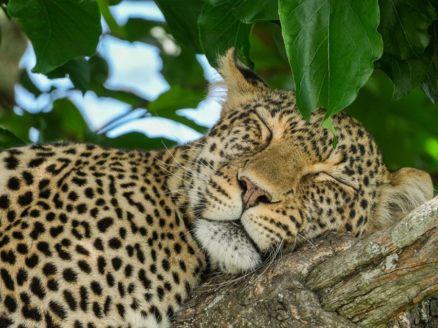 Tanzania Nomads Serengeti