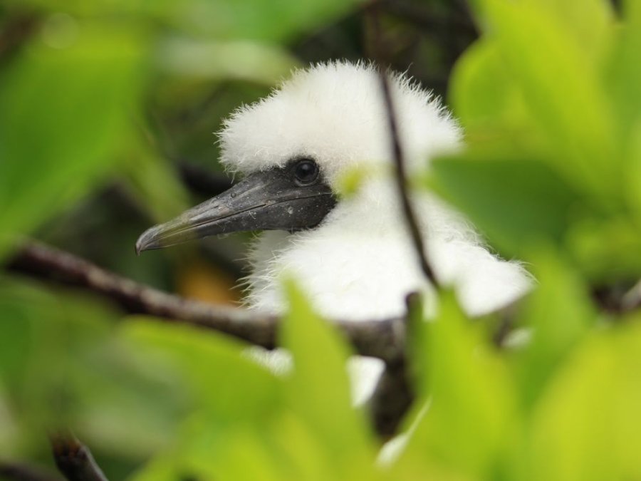 Jong Nazca booby
