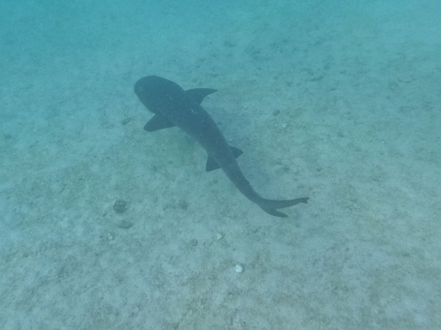Haai Galapagos