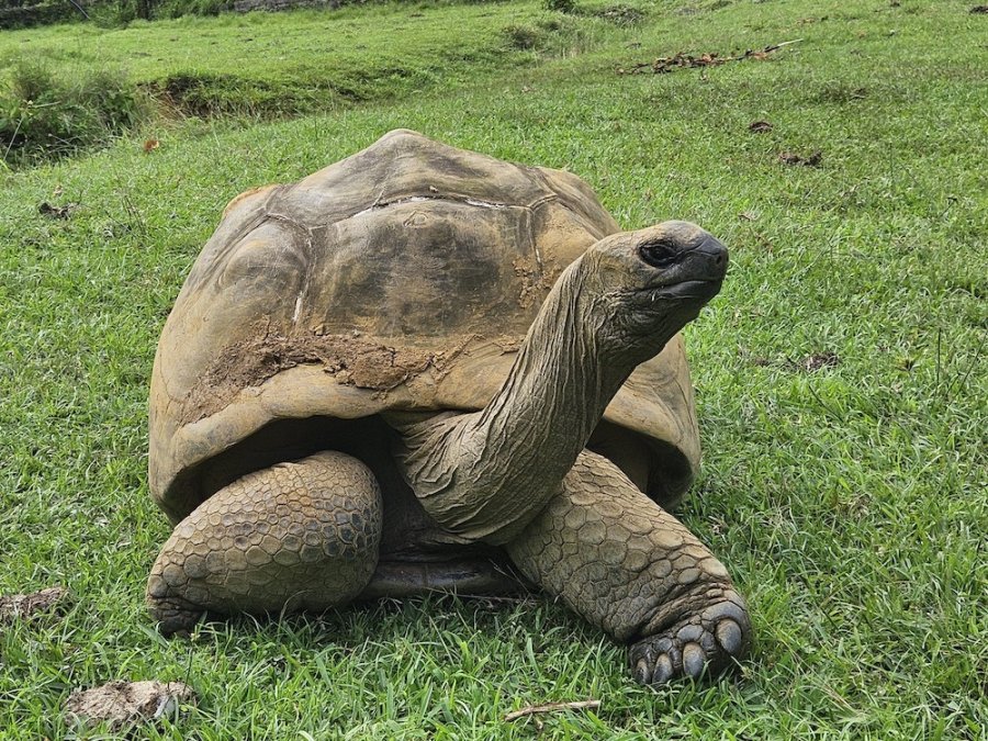 Reuzenschildpad bij bezoekerscentrum Reuzenschildpad bij bezoekerscentrum