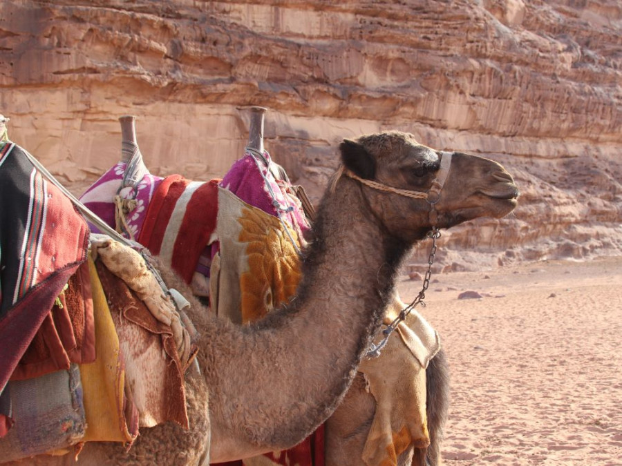 Kameel Wadi Rum