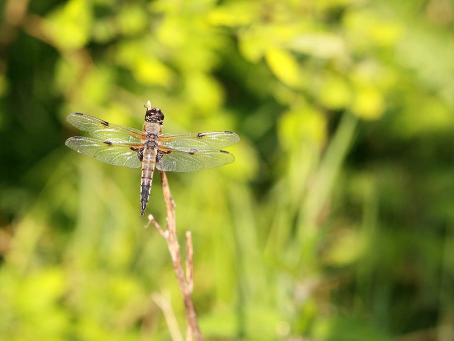 Viervleklibel in Fochteloërveen