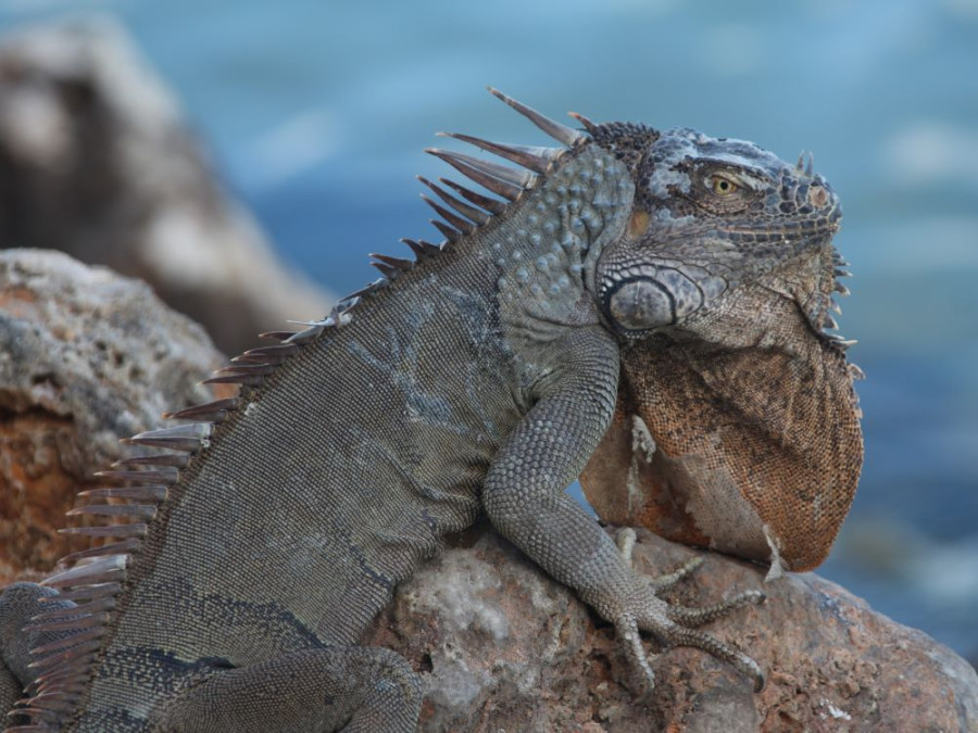 Leguaan Sint Maarten