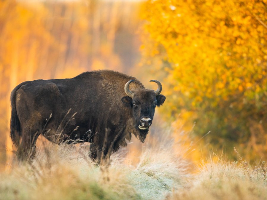 Dieren spotten in Polen