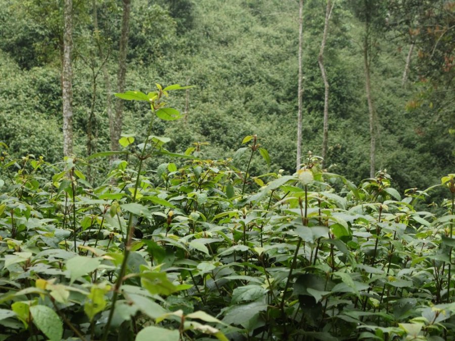 invasieve plant invasieve plant