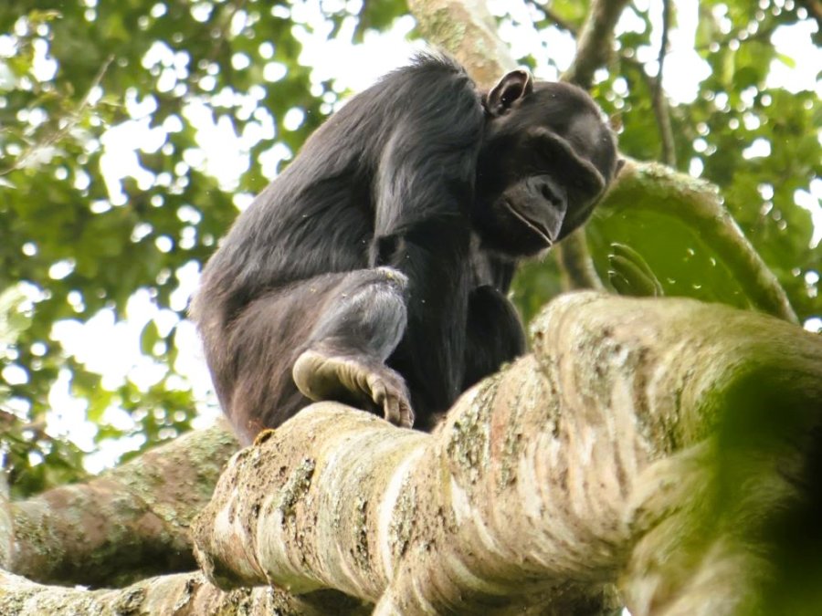 Chimpanzee Chimpanzee