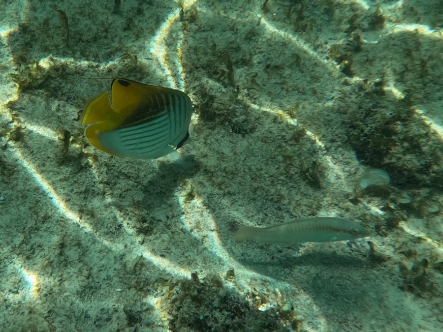 Snorkelen op Mauritius Snorkelen op Mauritius
