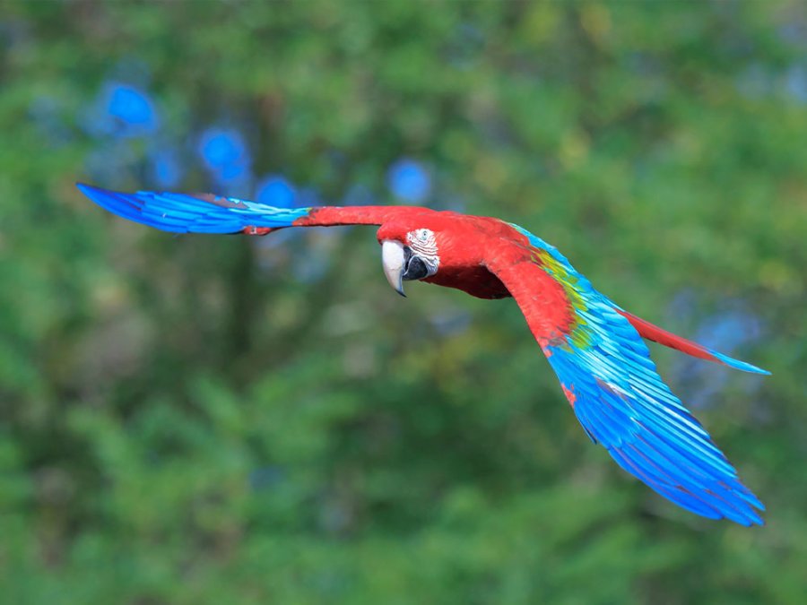Vogelsoorten Suriname Vogelsoorten Suriname