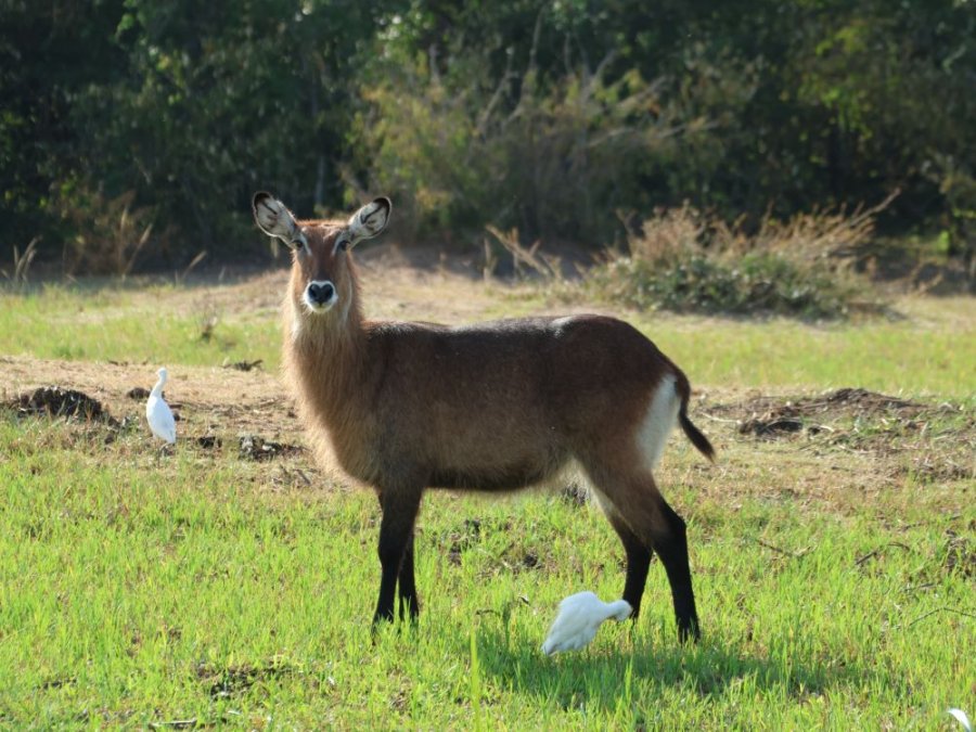 Waterbok