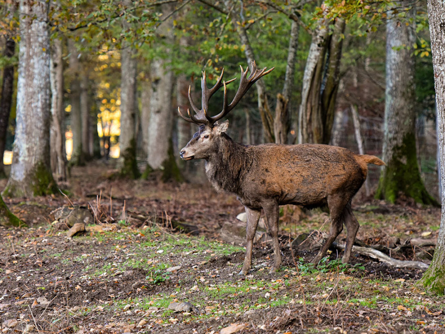 Natuur in Fontainebleau